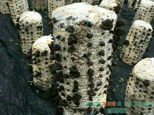 黑木耳大田露天栽培