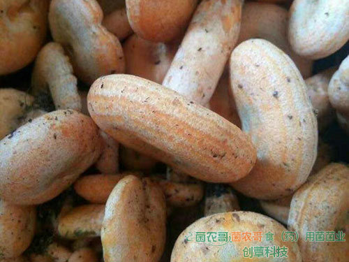 人工種植松乳菇