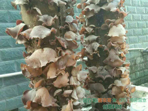 白背木耳椴木傳統(tǒng)栽培