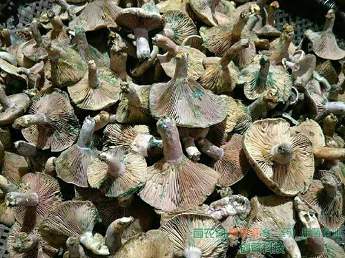 人工種植松乳菇