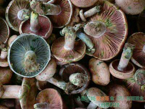 人工種植松乳菇