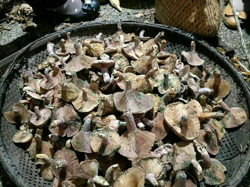 松乳菇種植前苗木購(gòu)買(mǎi)事宜