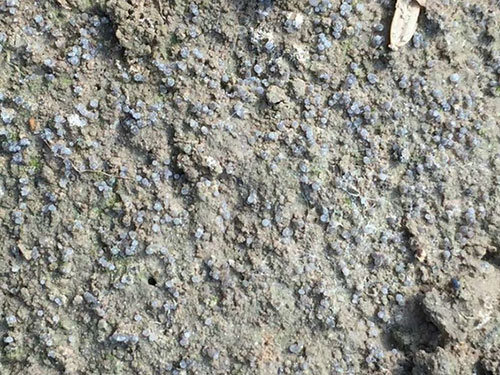 湖南創(chuàng)蕈農(nóng)業(yè)科技有限公司,懷化食用菌種植銷售,懷化羊肚菌種植銷售,懷化赤松茸種植銷售 湖南創(chuàng)蕈農(nóng)業(yè)科技有限公司,懷化食用菌種植銷售,懷化羊肚菌種植銷售,懷化赤松茸種植銷售