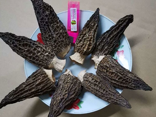 湖南創(chuàng)蕈農(nóng)業(yè)科技有限公司,懷化食用菌種植銷售,懷化羊肚菌種植銷售,懷化赤松茸種植銷售 湖南創(chuàng)蕈農(nóng)業(yè)科技有限公司,懷化食用菌種植銷售,懷化羊肚菌種植銷售,懷化赤松茸種植銷售