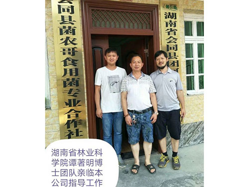 湖南創(chuàng)蕈農業(yè)科技有限公司,懷化食用菌種植銷售,懷化羊肚菌種植銷售,懷化赤松茸種植銷售 湖南創(chuàng)蕈農業(yè)科技有限公司,懷化食用菌種植銷售,懷化羊肚菌種植銷售,懷化赤松茸種植銷售