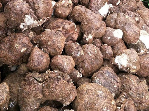 湖南創(chuàng)蕈農業(yè)科技有限公司,懷化食用菌種植銷售,懷化羊肚菌種植銷售,懷化赤松茸種植銷售 湖南創(chuàng)蕈農業(yè)科技有限公司,懷化食用菌種植銷售,懷化羊肚菌種植銷售,懷化赤松茸種植銷售