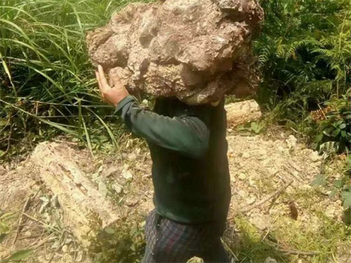 湖南創(chuàng)蕈農業(yè)科技有限公司,懷化食用菌種植銷售,懷化羊肚菌種植銷售,懷化赤松茸種植銷售 湖南創(chuàng)蕈農業(yè)科技有限公司,懷化食用菌種植銷售,懷化羊肚菌種植銷售,懷化赤松茸種植銷售