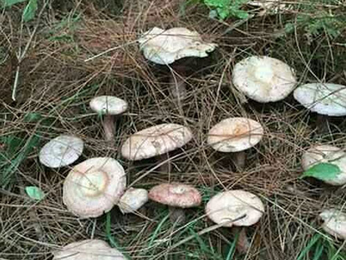 湖南創(chuàng)蕈農(nóng)業(yè)科技有限公司,懷化食用菌種植銷售,懷化羊肚菌種植銷售,懷化赤松茸種植銷售 湖南創(chuàng)蕈農(nóng)業(yè)科技有限公司,懷化食用菌種植銷售,懷化羊肚菌種植銷售,懷化赤松茸種植銷售