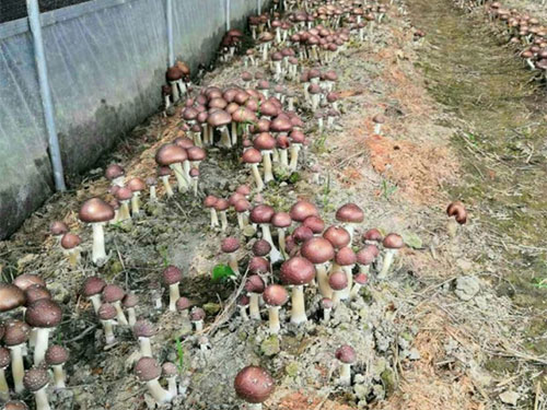 湖南創(chuàng)蕈農(nóng)業(yè)科技有限公司,懷化食用菌種植銷售,懷化羊肚菌種植銷售,懷化赤松茸種植銷售 湖南創(chuàng)蕈農(nóng)業(yè)科技有限公司,懷化食用菌種植銷售,懷化羊肚菌種植銷售,懷化赤松茸種植銷售