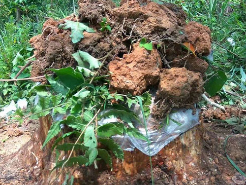 湖南創(chuàng)蕈農(nóng)業(yè)科技有限公司,懷化食用菌種植銷售,懷化羊肚菌種植銷售,懷化赤松茸種植銷售 湖南創(chuàng)蕈農(nóng)業(yè)科技有限公司,懷化食用菌種植銷售,懷化羊肚菌種植銷售,懷化赤松茸種植銷售