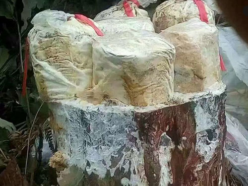 湖南創(chuàng)蕈農(nóng)業(yè)科技有限公司,懷化食用菌種植銷售,懷化羊肚菌種植銷售,懷化赤松茸種植銷售 湖南創(chuàng)蕈農(nóng)業(yè)科技有限公司,懷化食用菌種植銷售,懷化羊肚菌種植銷售,懷化赤松茸種植銷售