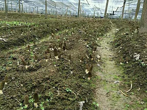 湖南創(chuàng)蕈農(nóng)業(yè)科技有限公司,懷化食用菌種植銷售,懷化羊肚菌種植銷售,懷化赤松茸種植銷售 湖南創(chuàng)蕈農(nóng)業(yè)科技有限公司,懷化食用菌種植銷售,懷化羊肚菌種植銷售,懷化赤松茸種植銷售