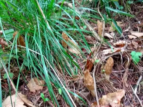 湖南創(chuàng)蕈農(nóng)業(yè)科技有限公司,懷化食用菌種植銷售,懷化羊肚菌種植銷售,懷化赤松茸種植銷售 湖南創(chuàng)蕈農(nóng)業(yè)科技有限公司,懷化食用菌種植銷售,懷化羊肚菌種植銷售,懷化赤松茸種植銷售