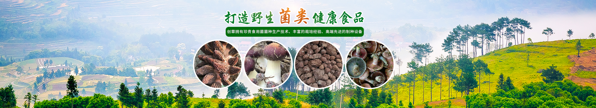 湖南創(chuàng)蕈農(nóng)業(yè)科技有限公司_懷化食用菌種植銷(xiāo)售|懷化羊肚菌種植銷(xiāo)售|懷化赤松茸種植銷(xiāo)售 湖南創(chuàng)蕈農(nóng)業(yè)科技有限公司_懷化食用菌種植銷(xiāo)售|懷化羊肚菌種植銷(xiāo)售|懷化赤松茸種植銷(xiāo)售