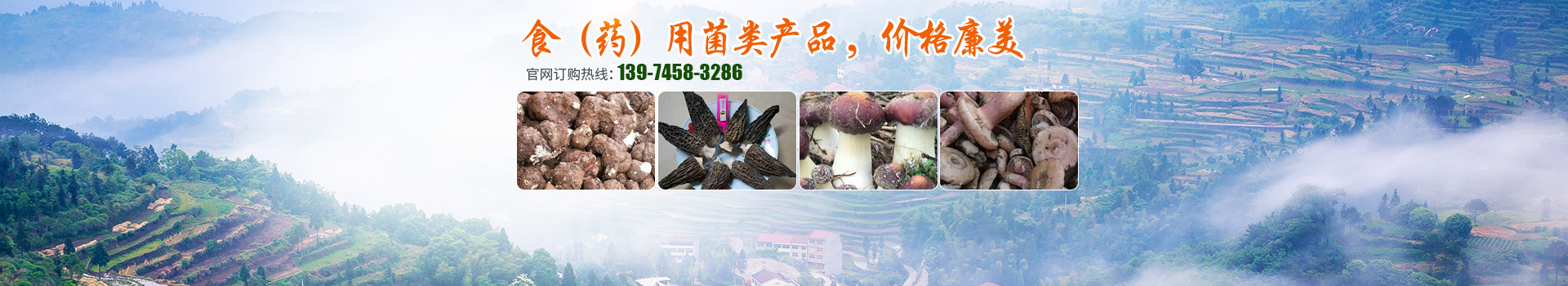 湖南創(chuàng)蕈農(nóng)業(yè)科技有限公司_懷化食用菌種植銷(xiāo)售|懷化羊肚菌種植銷(xiāo)售|懷化赤松茸種植銷(xiāo)售 湖南創(chuàng)蕈農(nóng)業(yè)科技有限公司_懷化食用菌種植銷(xiāo)售|懷化羊肚菌種植銷(xiāo)售|懷化赤松茸種植銷(xiāo)售